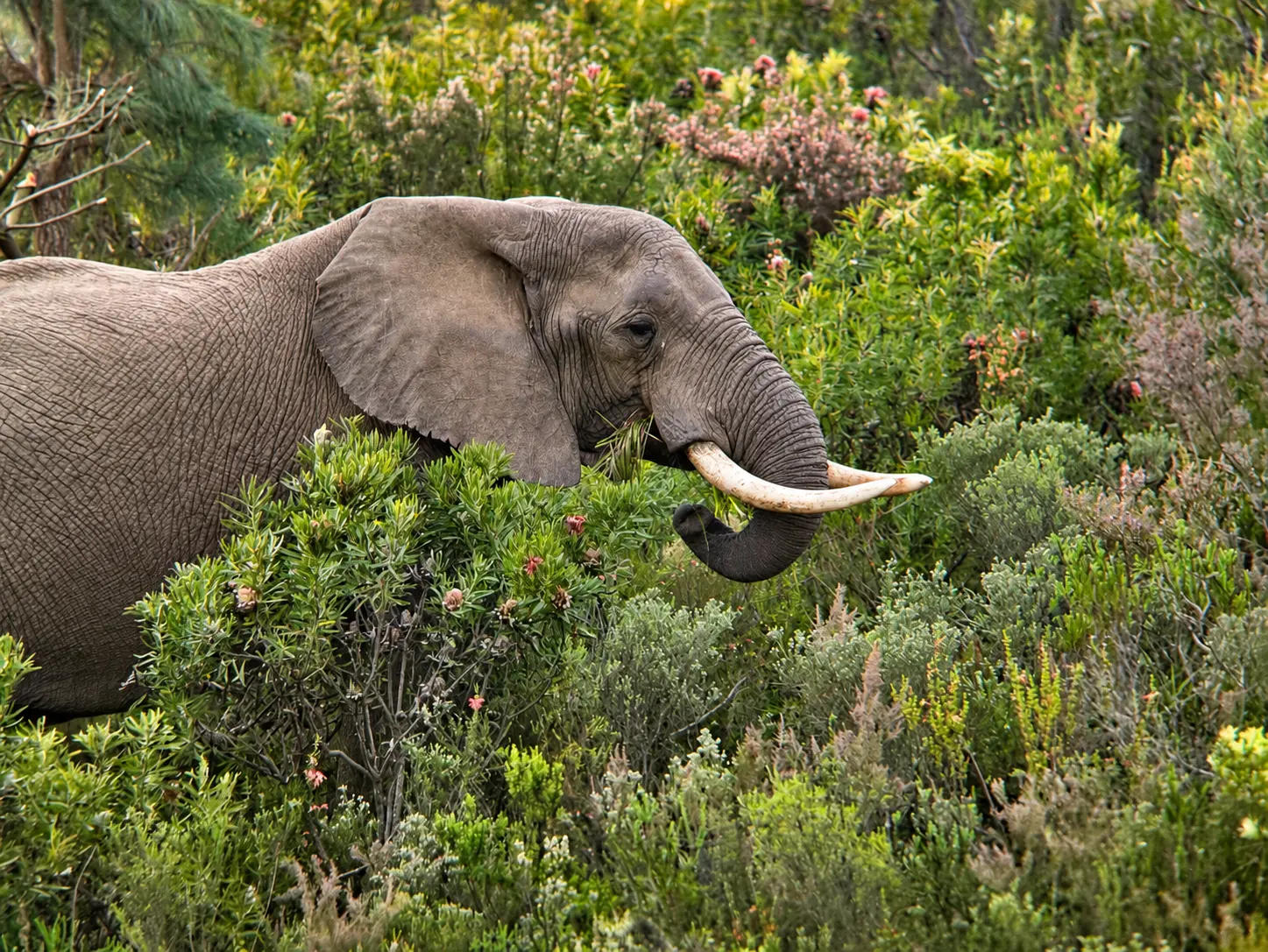 Safari